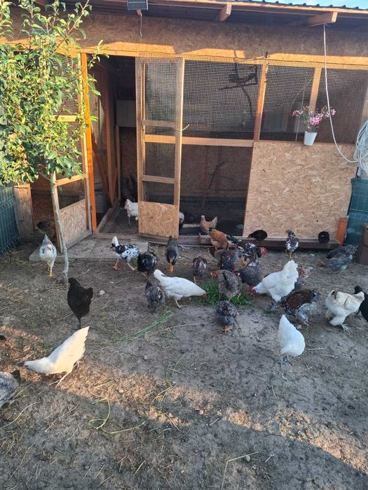 Pui gaina rase diferite