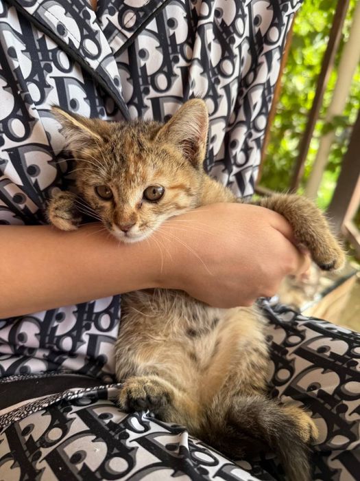 котята бесплатно