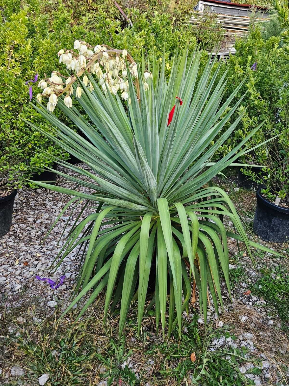 Yucca Plante Ornamentale
