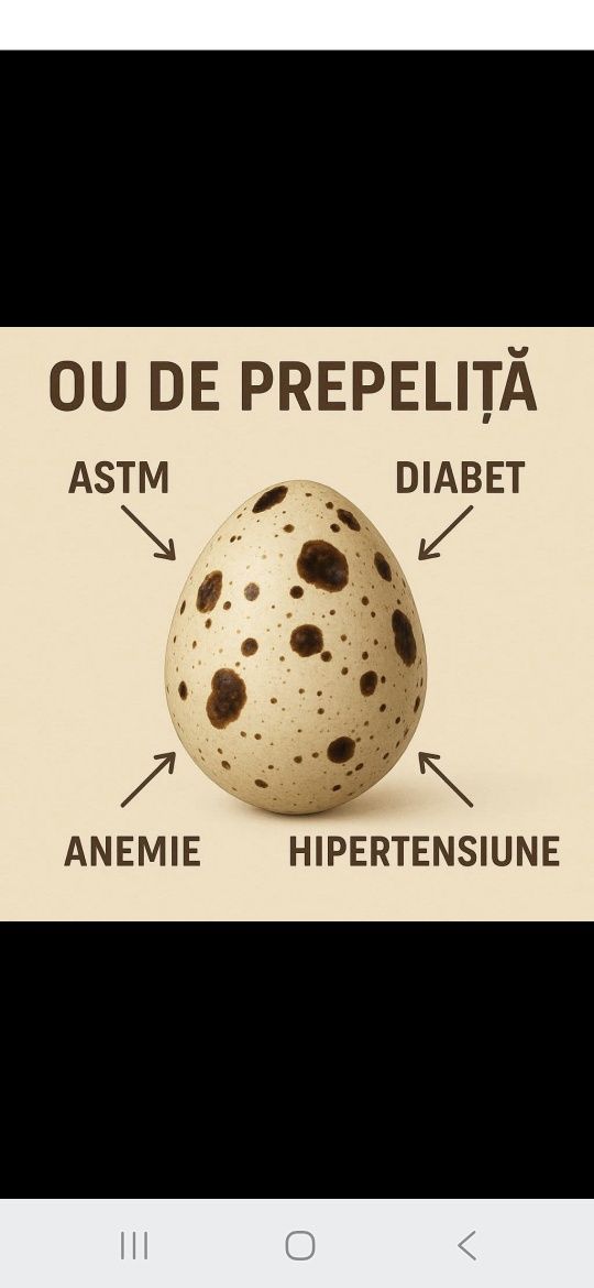 Prepelite și ouă direct de la producator