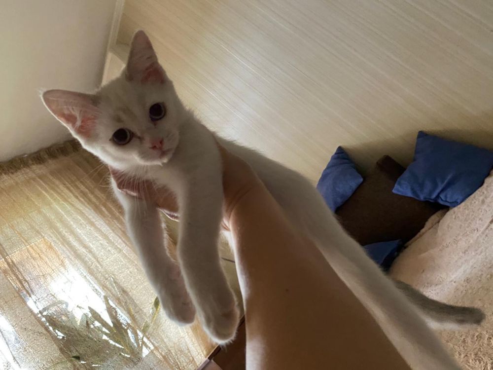 Котенок в добрые ручки