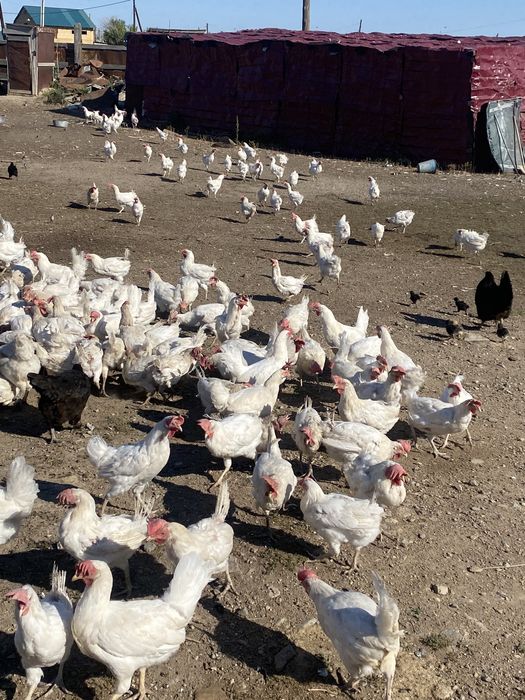 Продам куры несушки