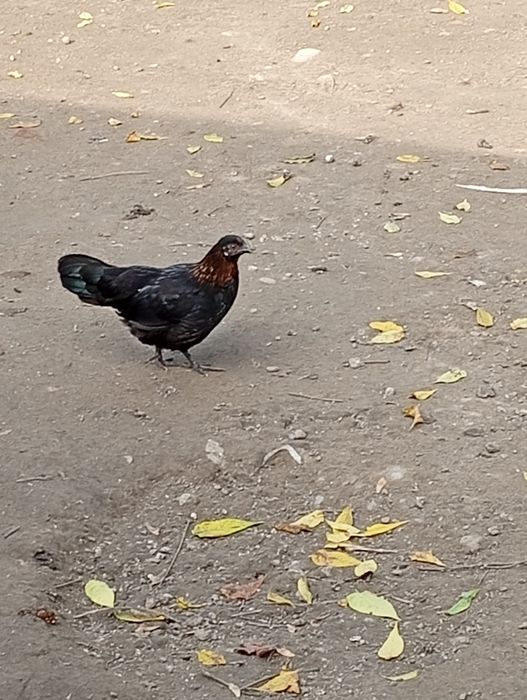 Găinușe pitice..