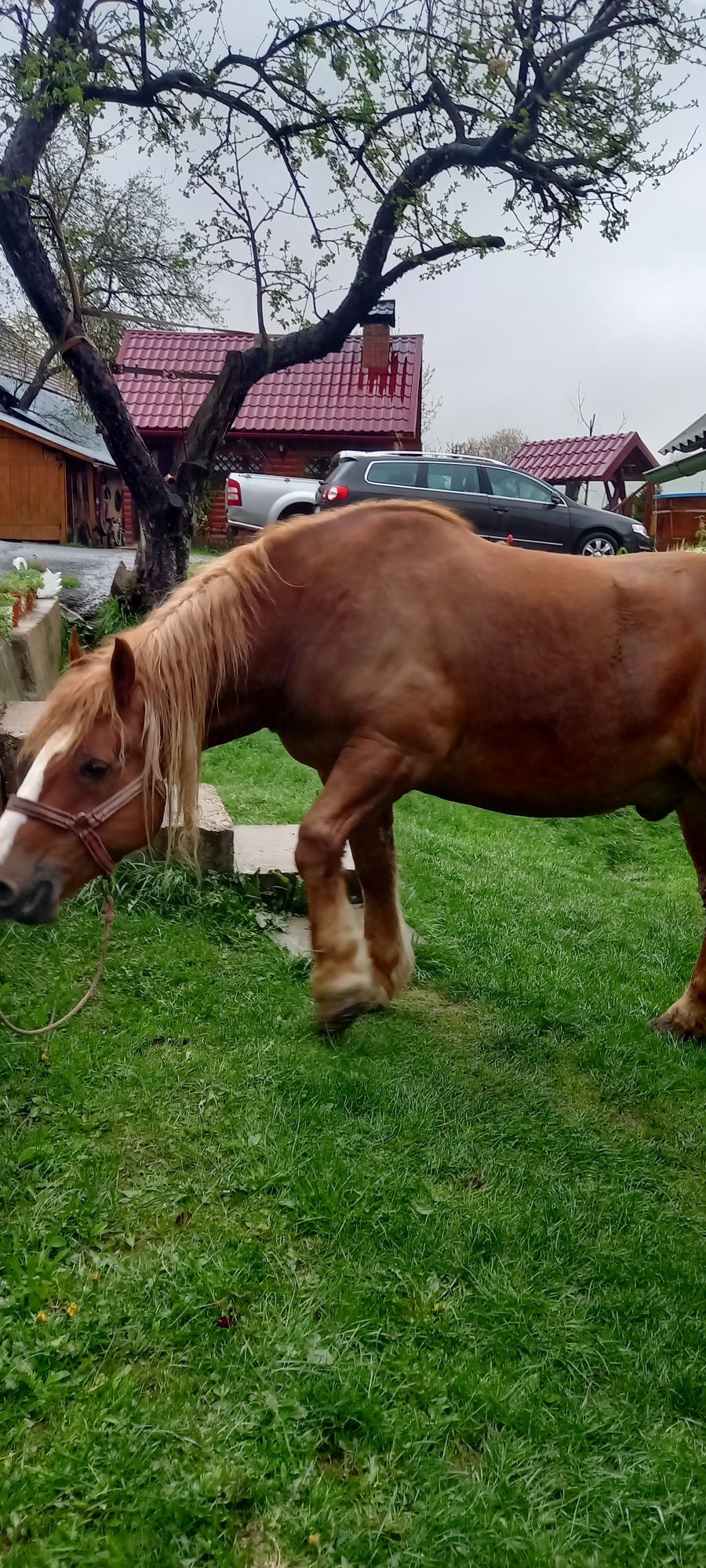 Vând cal în vârstă de 7 ani