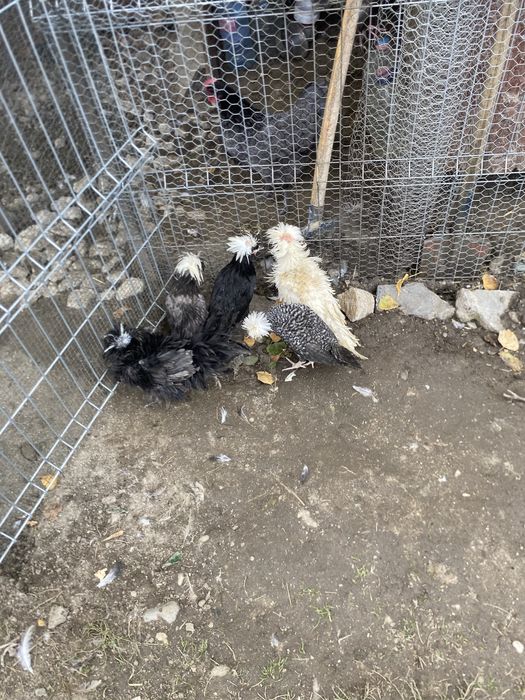 Vand gaini motate olandeze