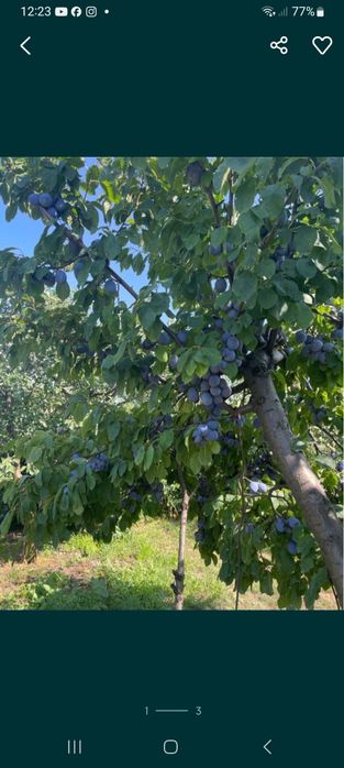 Vindem prune de țuică calitate