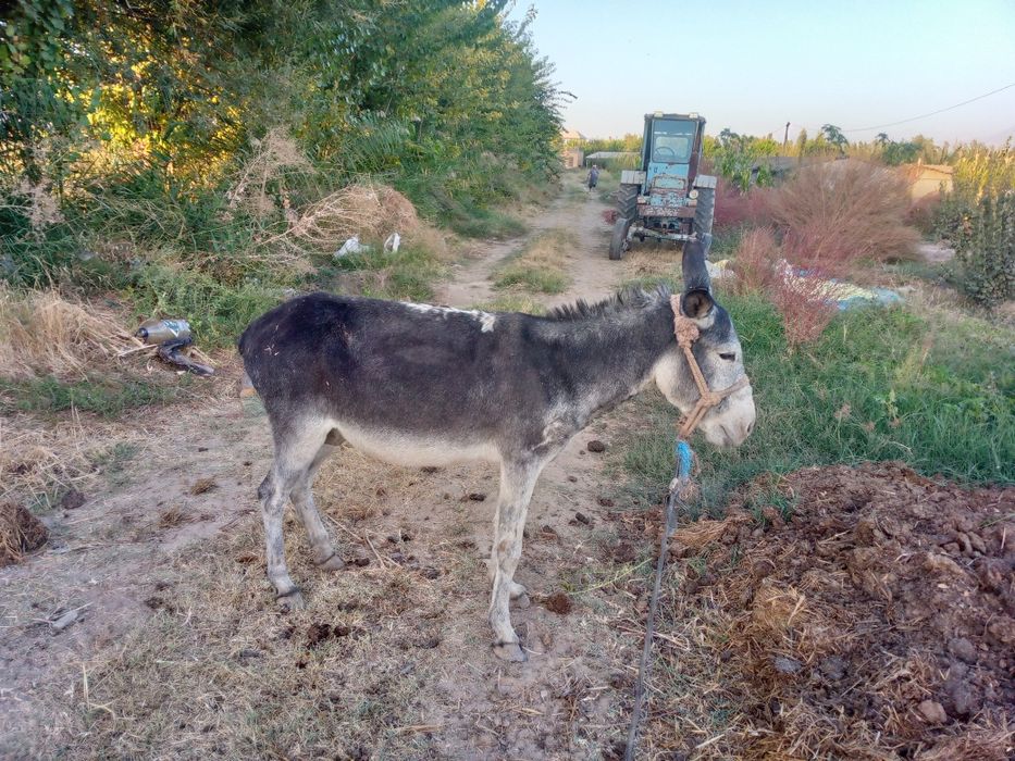 Eshak hayvon yosh baquvvat