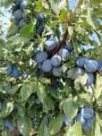 Prune Stanley de vanzare