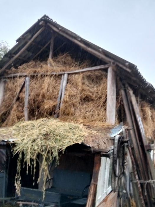 Vînd lucernă vrac ne ploată tinută în pod