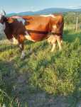 Vand vaca cu vitel