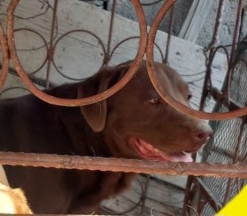 Продаются Щенки-Лабрадоры