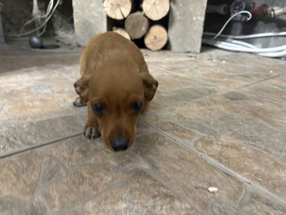 Пинчери търсят новия си дом