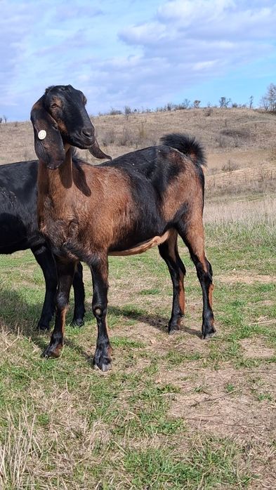 Vând capre Anglo Nubiene cu Pedigree