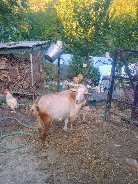 Vând o capra cu 2 iezi și un țap de montă