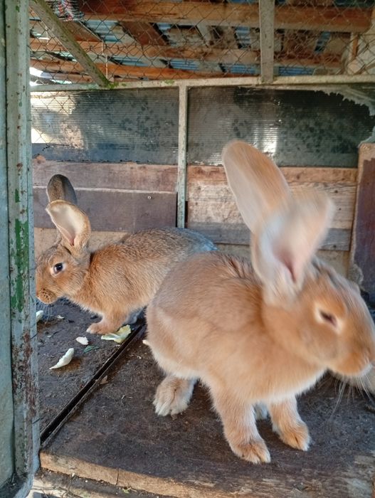 Vând iepuri Uriaș German o pereche( mascul și femelă)