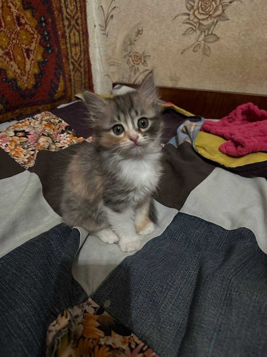 Отдам котят девочки