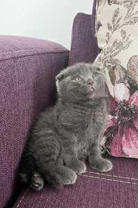 Scottish fold pui