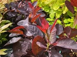 Cotinus royal purple