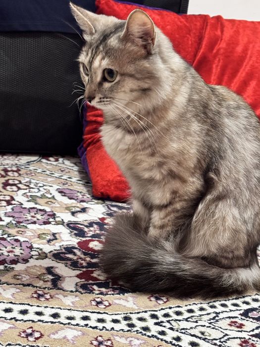 кошка 1 годика, кушает, сама ходит на латок или на улицу