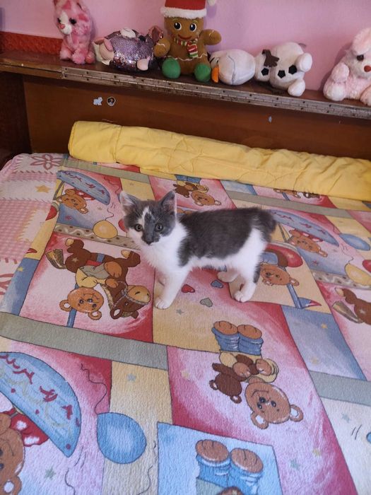 Motănel pentru adopție  Pașcani