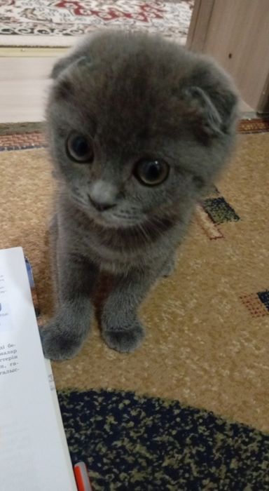 Вислоухий котенок, мальчик