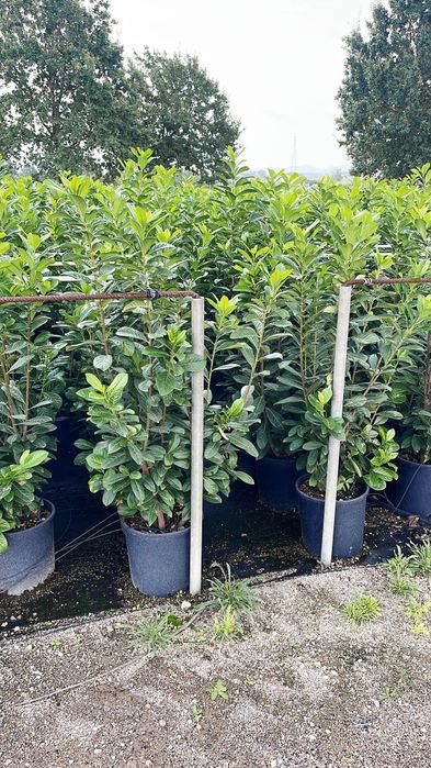 Prunus laurocerasus de calitate extra avem mai multe dimensiuni