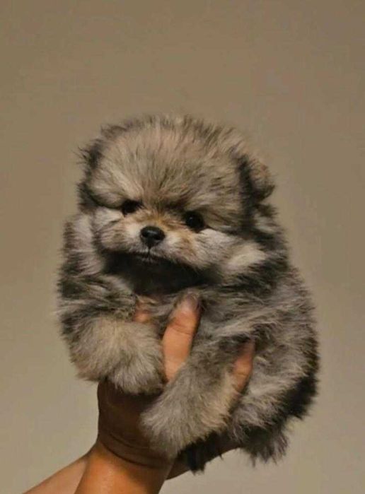 Померан мъжко и женско