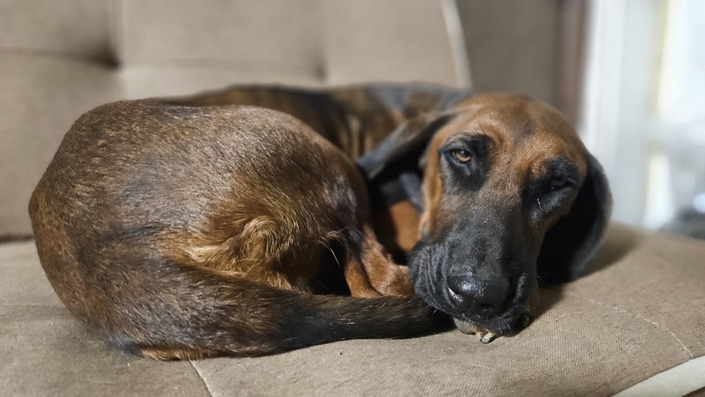 Ловна и домашна кучка за осиновяване – София 

Спасихме я – появи се