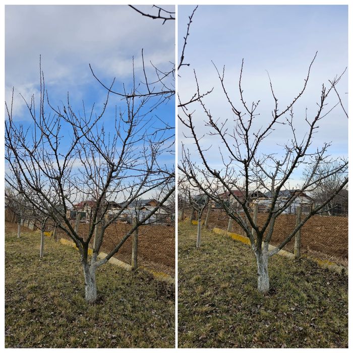 Taieri pomi fructiferi / viță de vie