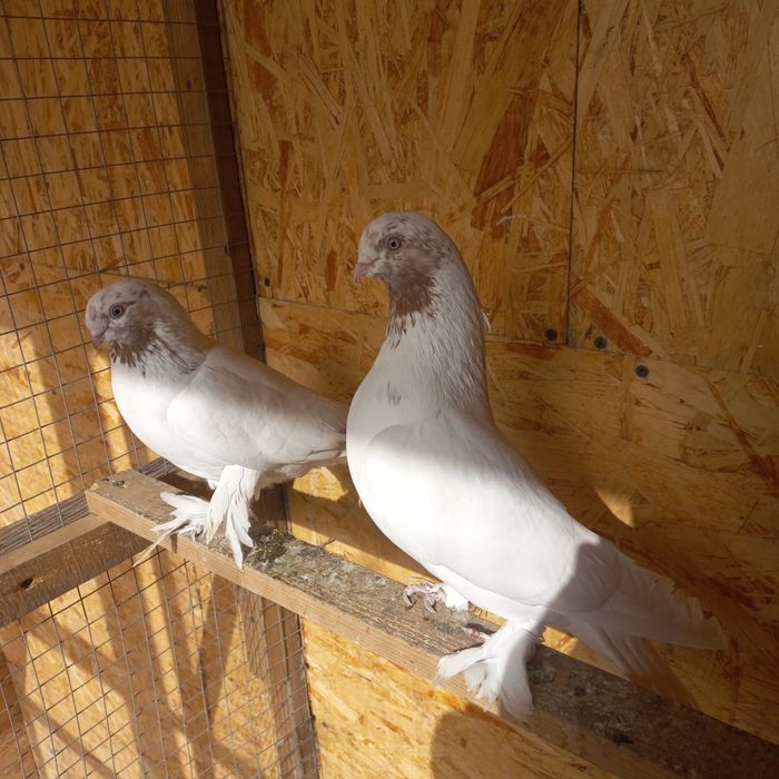 Бухарские голуби