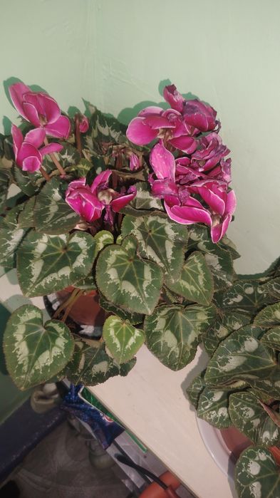 Цветок цикламен, комнатный