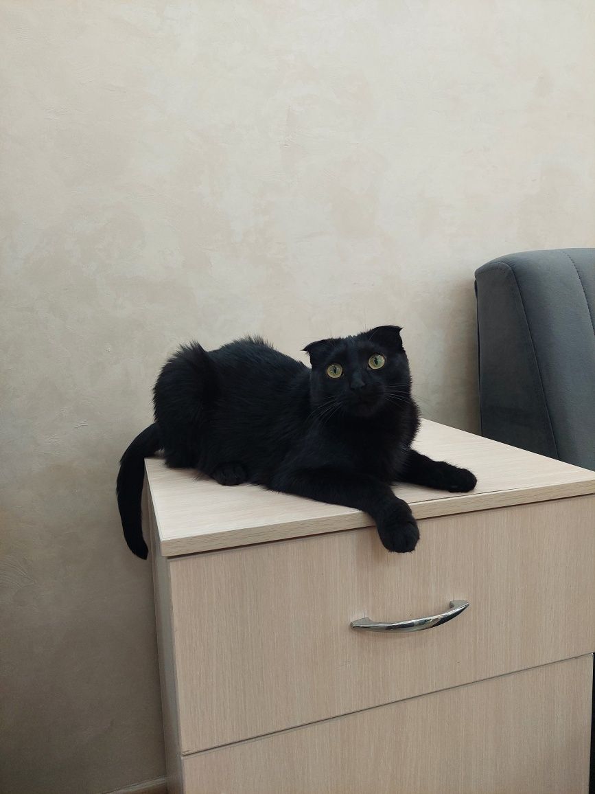 Кошка скоттиш фолд кастрированная. Ташкент