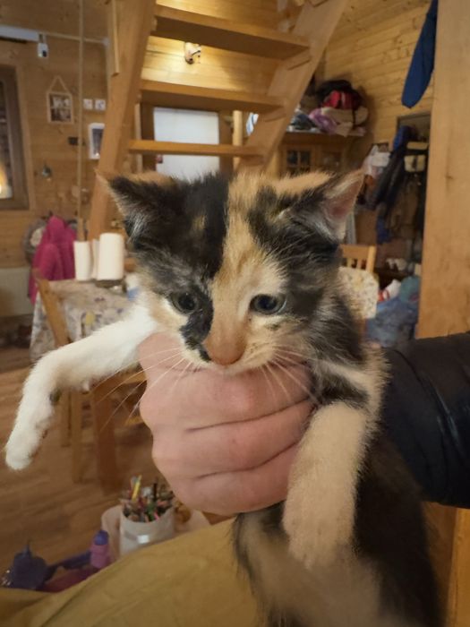 Donez pui de pisica spre adoptie