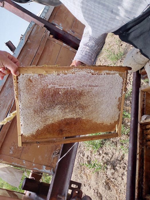 Choʻl Shifobaxsh asali.yantoq asali.endi Toshkent da