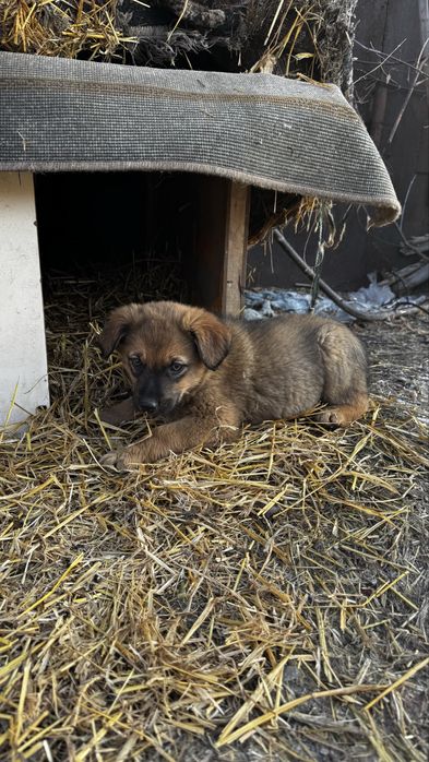 Отдам в добрые руки щенка!