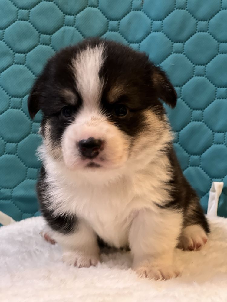 Femela tricolor  Welsh Corgi