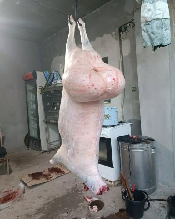 Qassob xizmati qoy mol soyish