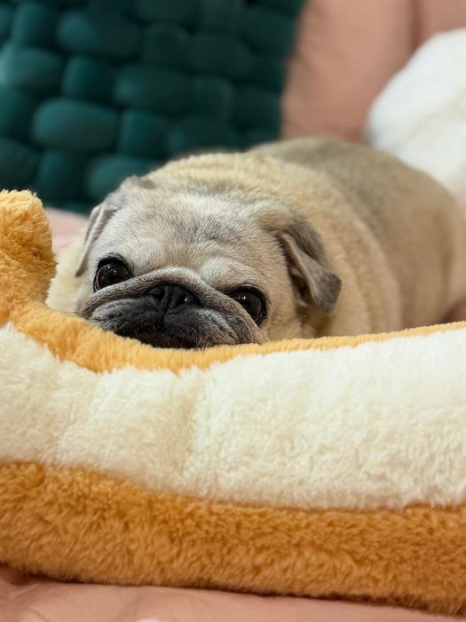 Pet sitter caini rasa mica