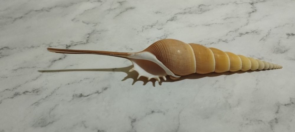 Тибия фусус, ракушка морская
