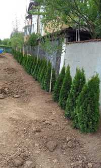 Tuia Smaragd (Thuja Occidentails ) Plante de Calitate Extra !