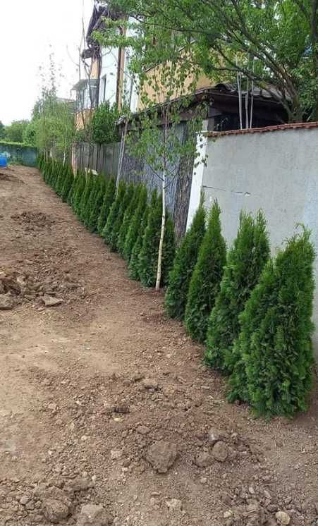 Tuia Smaragd (Thuja Occidentails ) Plante de Calitate Extra !