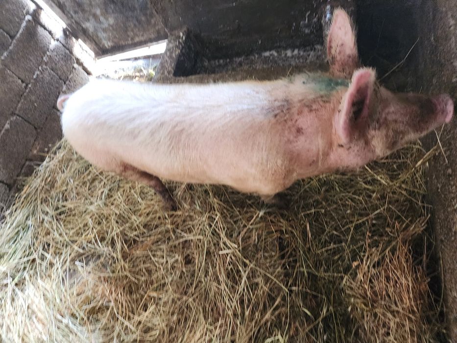 Продаю свиней домашние