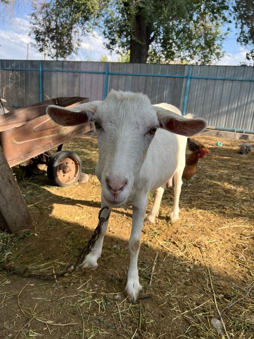 Зааненская коза, 2 года.