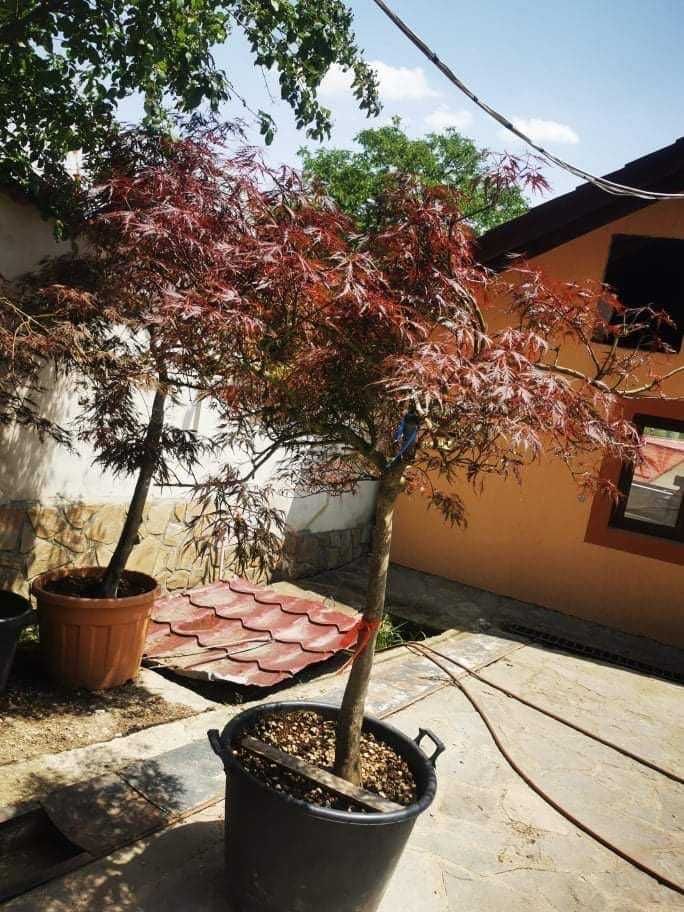 Adu Stil Asiatic în Curtea Ta cu Arțari Japonezi de Calitate!
