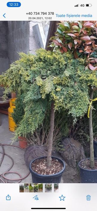 Plante ornamentale pentru gradina dumnevoastră