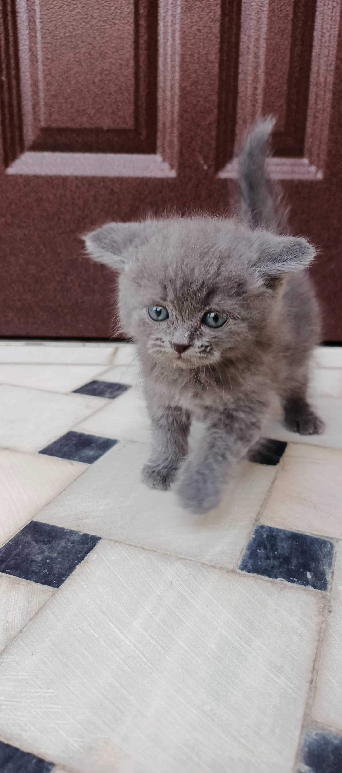 Продаются котята породы СКОТИШ СТРАЙТ: 4 мальчика 2 девочки.