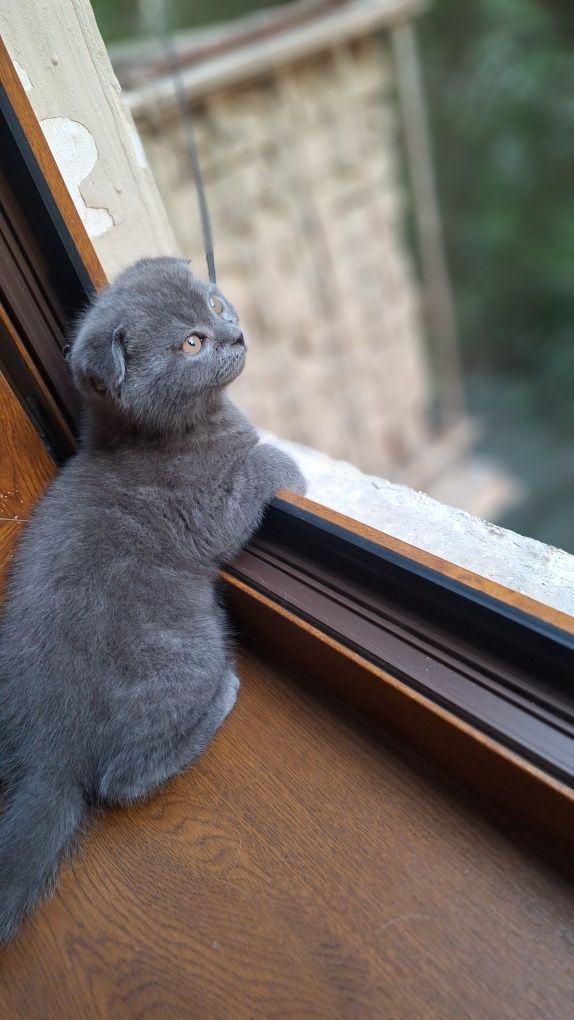 Продаётся котёнок