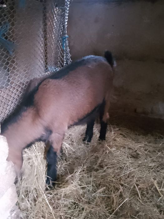 Doua Iede de vânzare