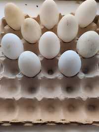 Продам гусиные яйца