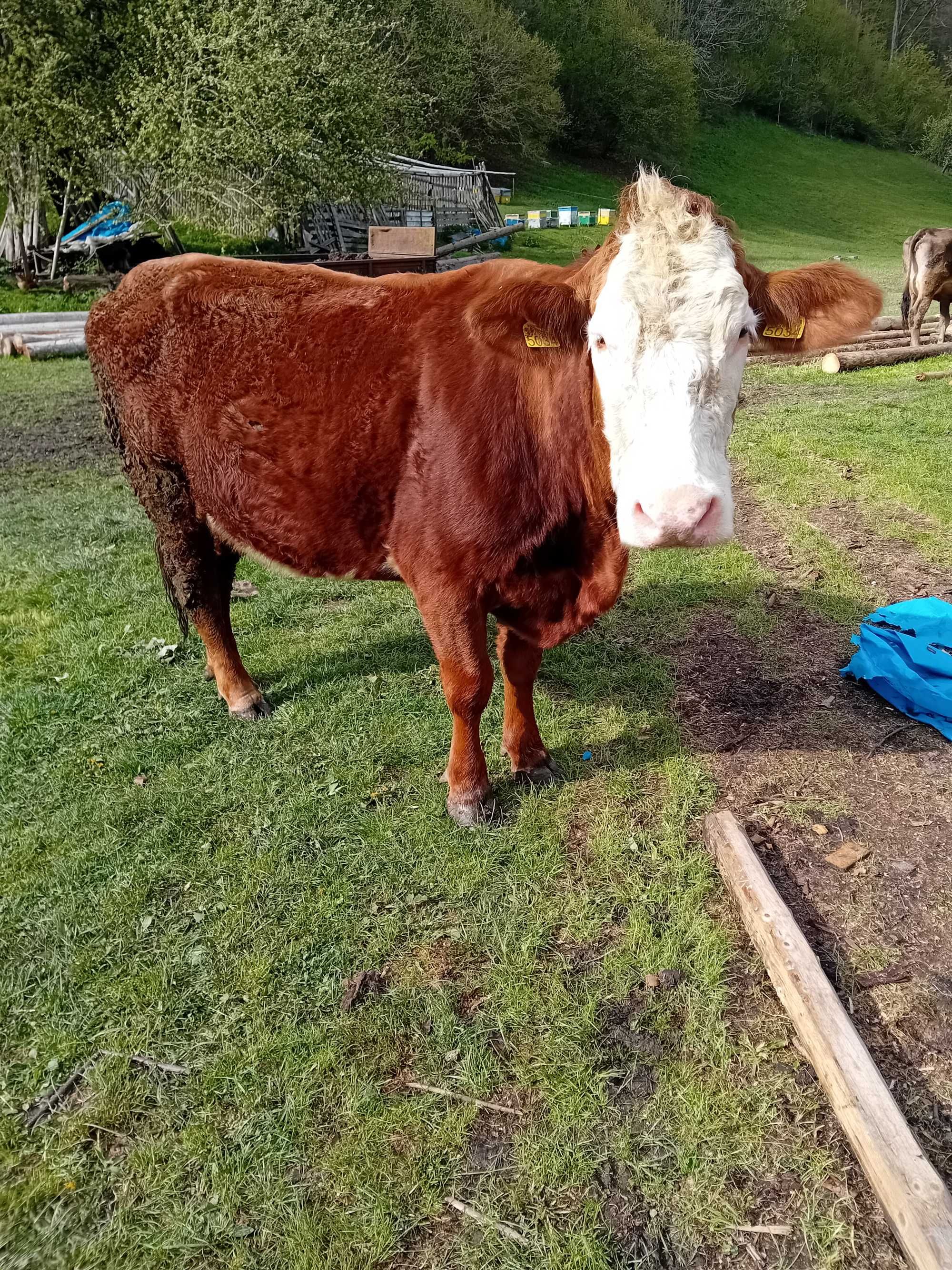 Vaca tanara cu vitea de vanzare